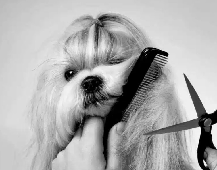 Curs Profesional de Grooming