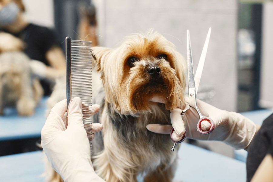 Studenți Practică Grooming